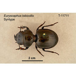 <em>Euryscaphus lobicollis</em> Sloane
