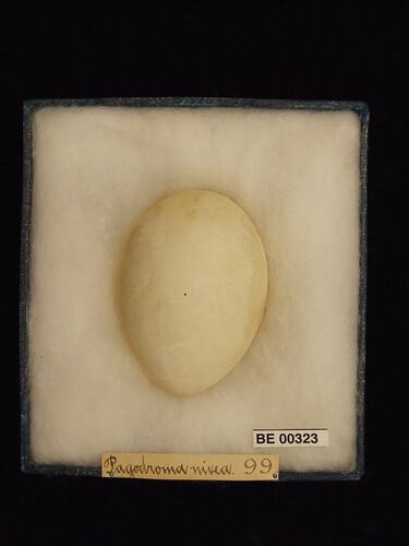 Bird egg with specimen labels in box.