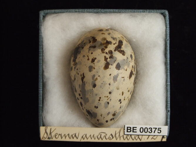 Bird egg with specimen labels in box.