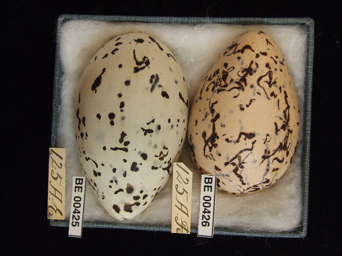Two bird eggs with specimen labels in box.