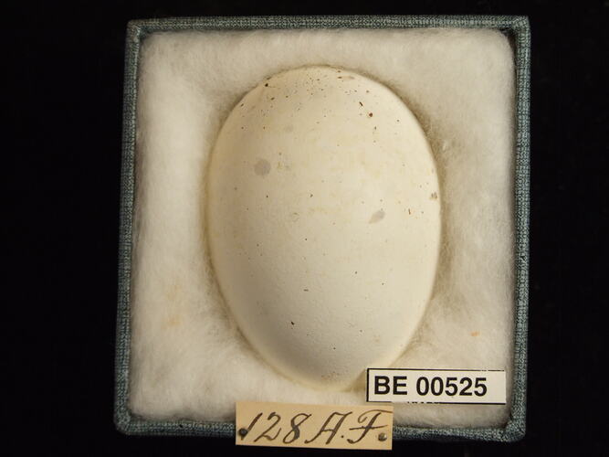 Bird egg with specimen labels in box.