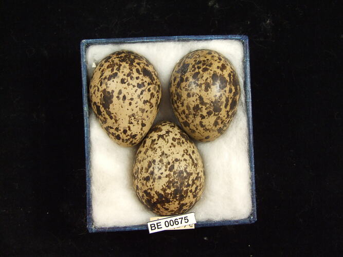 Three bird eggs with specimen labels in box.