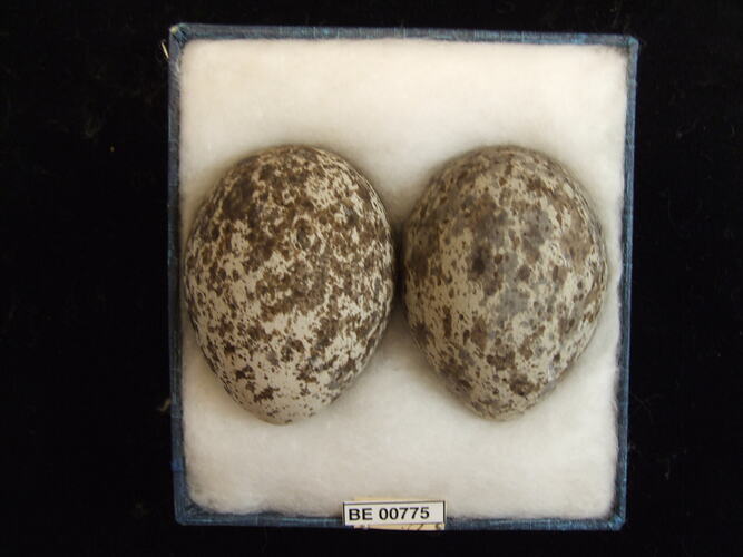 Two bird eggs with specimen labels in box.