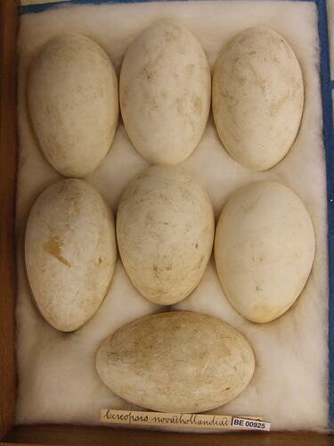 Close up of seven bird eggs in drawer.