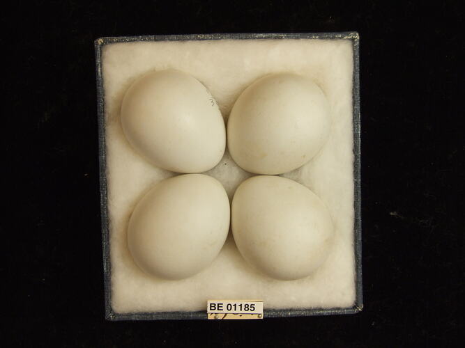 Four bird eggs with specimen labels in box.