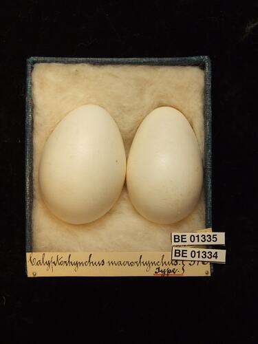 Two bird eggs with specimen labels in box.