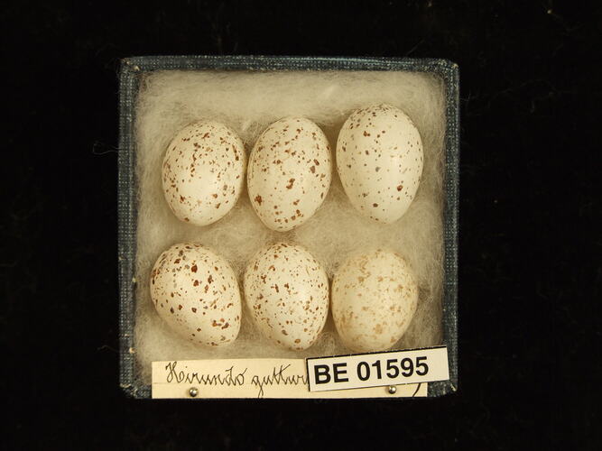 Six bird eggs in box with specimen labels.