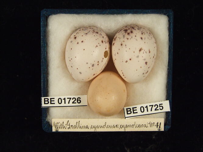 Three bird eggs with specimen labels in box.