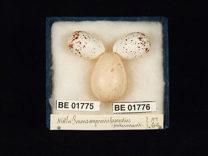 Three bird eggs with specimen labels in box.