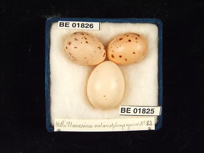 Three bird eggs with specimen labels in box.