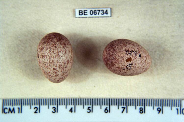 Two bird eggs with specimen label beside ruler.