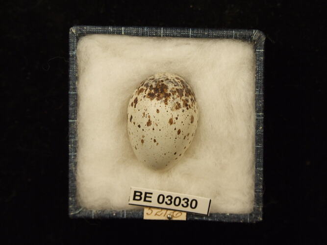 Bird egg in box with labels.