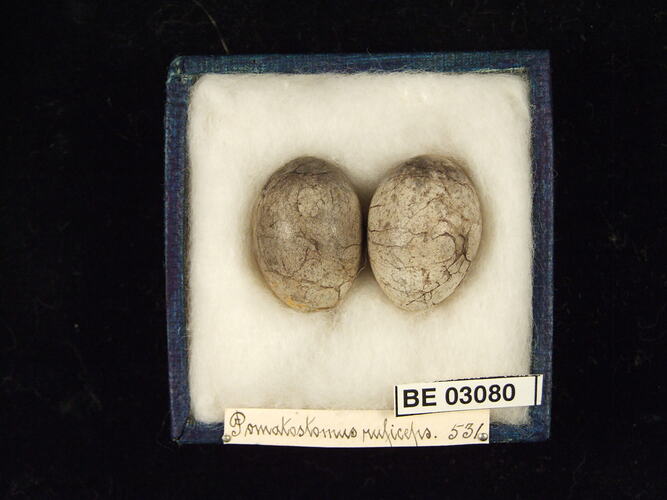 Two bird eggs in box with labels.