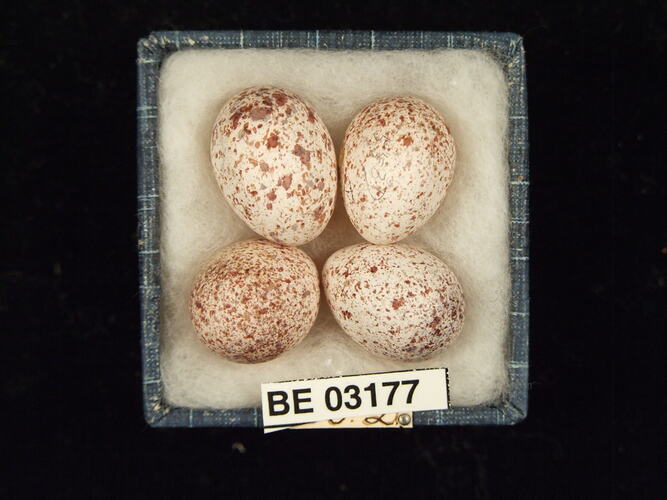 Four bird eggs in box with labels.