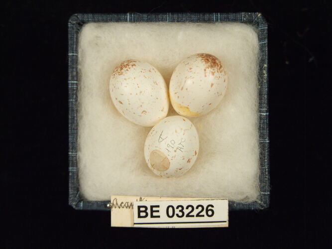 Three bird eggs in box with labels.