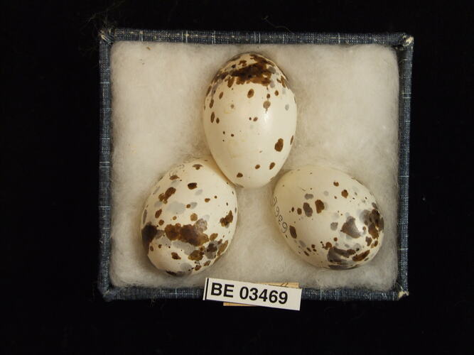 Three bird eggs in box with specimen labels.