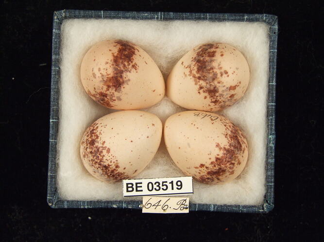 Four bird eggs in box with specimen labels.