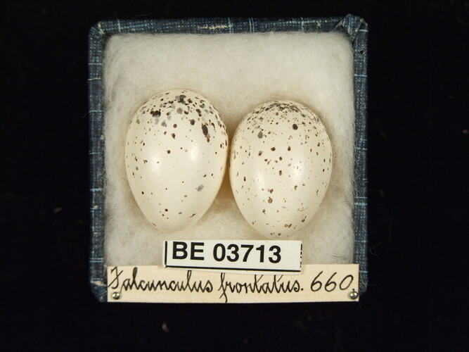 Two bird eggs in box with specimen labels.