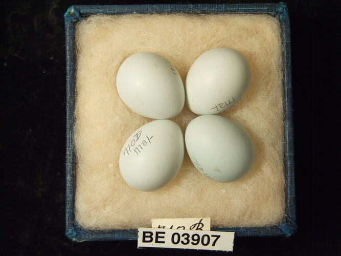 Four bird eggs in box with specimen labels.