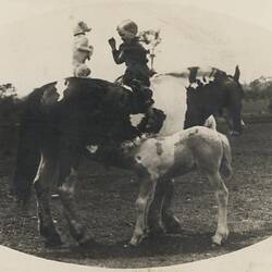 Digital Photograph - Holden Brothers Circus, Boy Sitting Backwards on Pony with Dog, while Pony's Foal has Drink, circa 1935