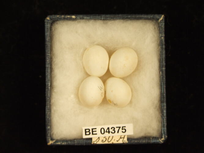 Four bird eggs in box with specimen labels.