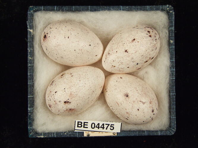 Four bird eggs with specimen labels in box.