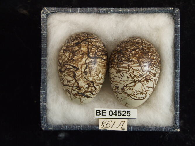 Two bird eggs with specimen labels in box.