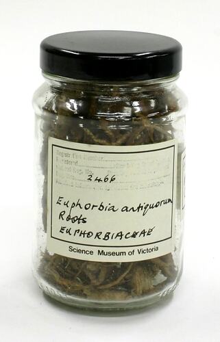 Roots - Euphorbia Antiquorum
