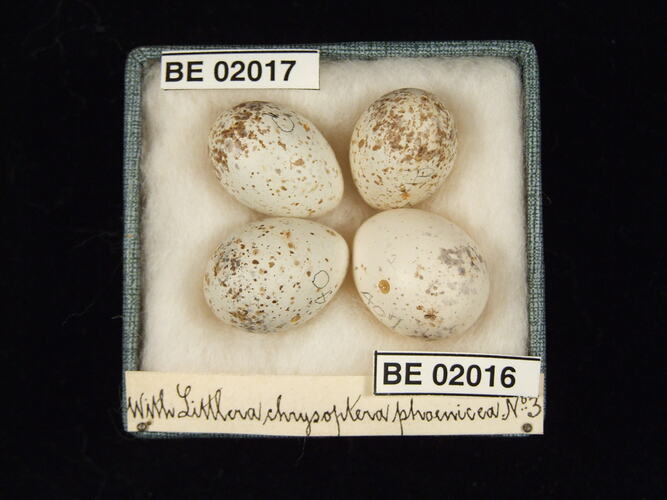 Four bird eggs with specimen labels in box.