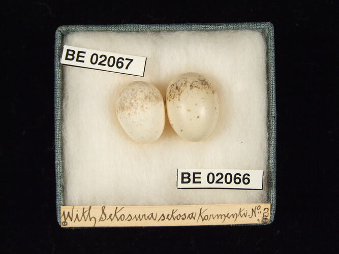 Two bird eggs with specimen labels in box.