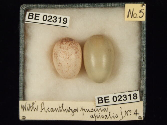 Two bird eggs with specimen labels in box.