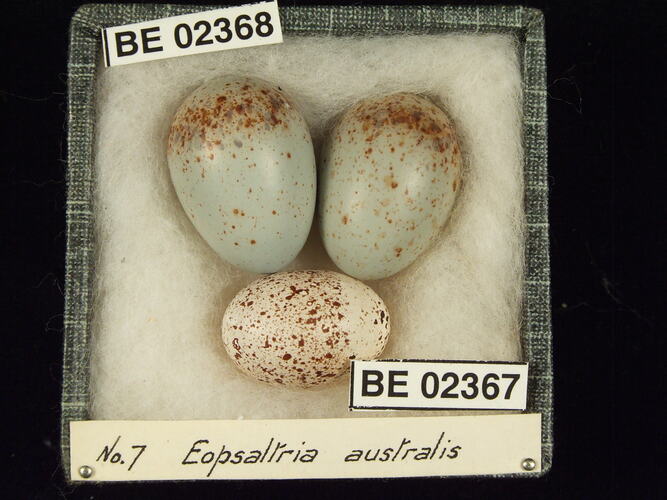 Three bird eggs with specimen labels in box.