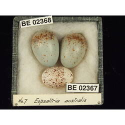 <em>Eopsaltria australis australis</em>