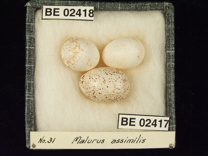 Three bird eggs with specimen labels in box.