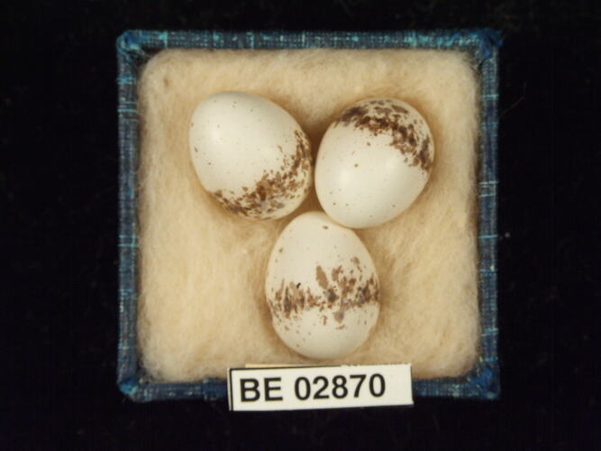 Three bird eggs with specimen label in box.
