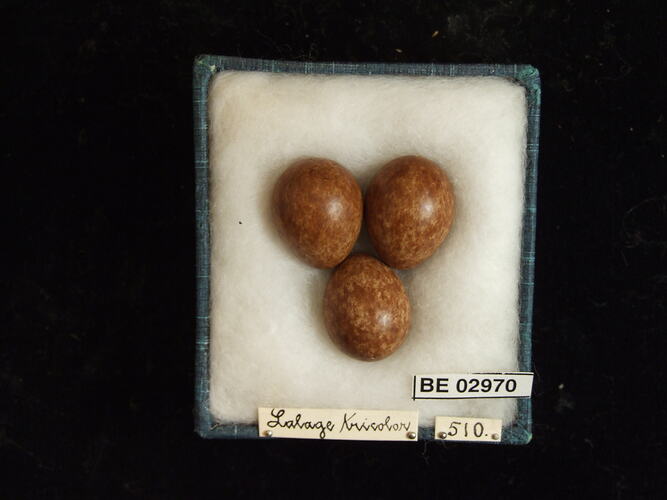 Three bird eggs with specimen labels in box.