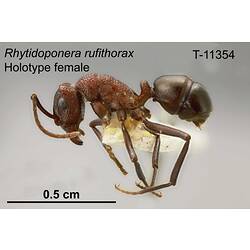 Ant specimen, female, lateral view.