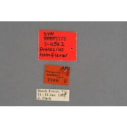 Entomology type specimen labels.