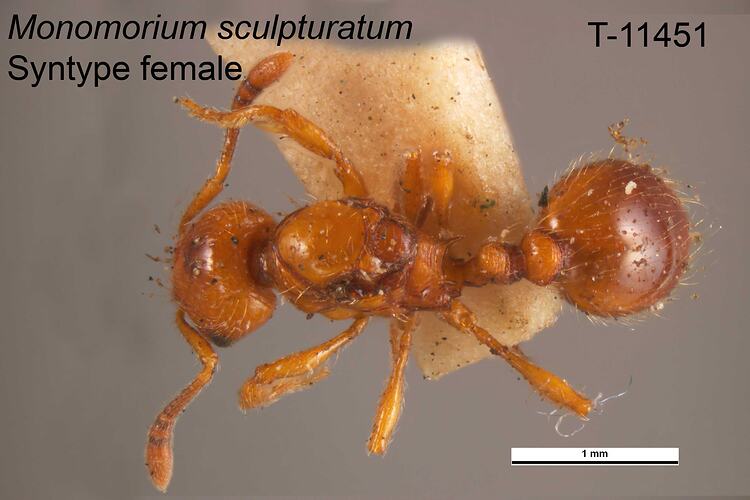 Ant specimen, female, dorsal view.