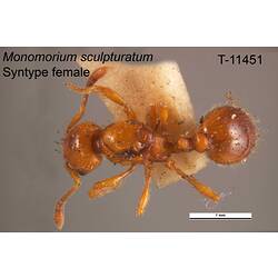 Ant specimen, female, dorsal view.