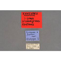 Entomology type specimen labels.