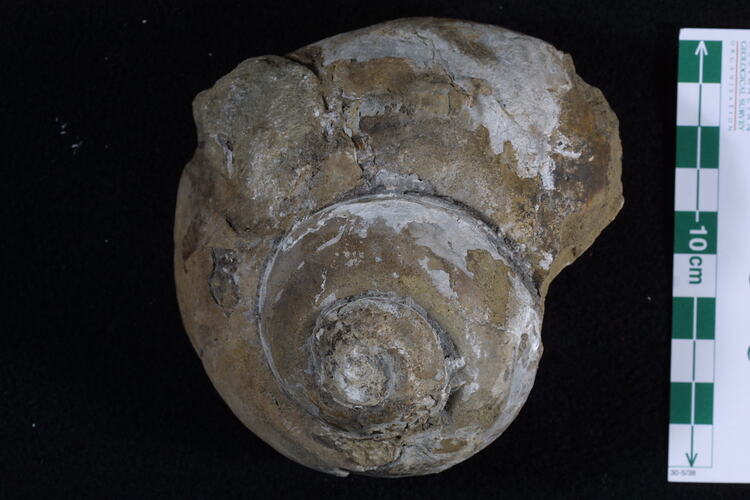 <em>Keeneia platyschismoides</em>, fossil gastropod.  Registration no. P 12290.
