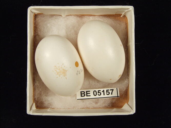 Two bird eggs with specimen label in box.