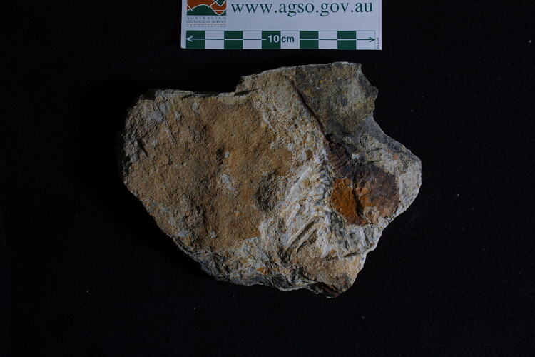Fossil embedded in rock specimen beside scale bar.