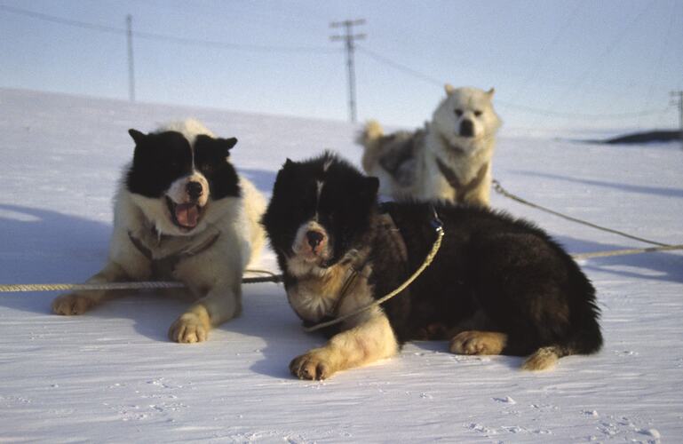 Three Huskies in a snowy landscape.