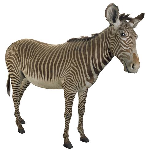 Zebra taxidermy mount in standing pose.
