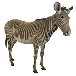 Zebra taxidermy mount in standing pose.