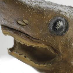 Close up of Bramble Shark specimen's head.