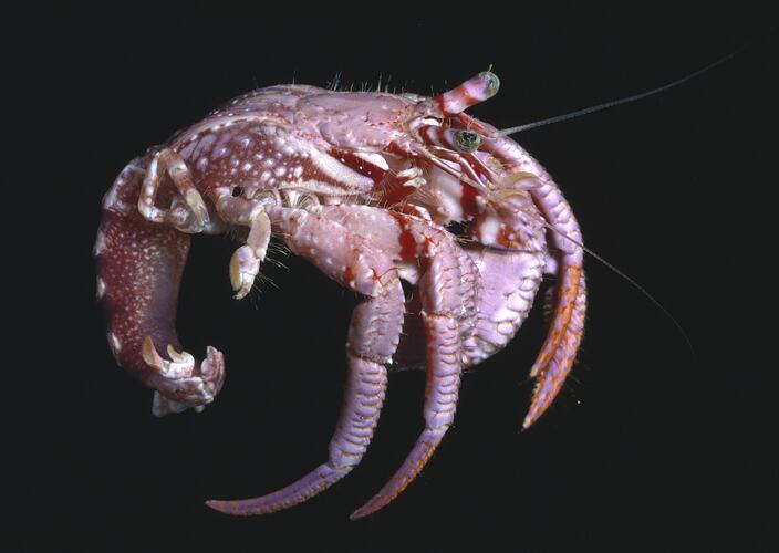 Lateral view of hermit crab not in a shell.