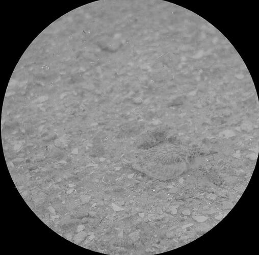 Lantern Slide - Ternlet, Australia, Date Unknown. [BA 1171]